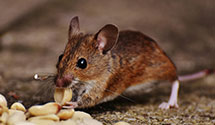 24 Hour & Emergency Exterminators in Washington Court House, OH